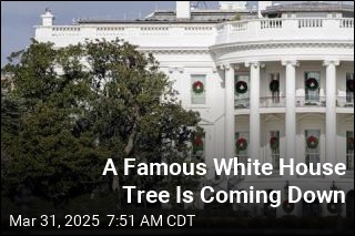 A Famous White House Tree Is Coming Down