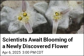 Scientists Await Blooming of a Newly Discovered Flower
