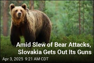 After Fatal Mauling, Slovakia OKs Culling 350 Bears