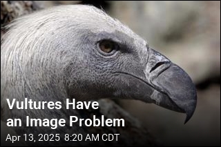 Vultures Have an Image Problem