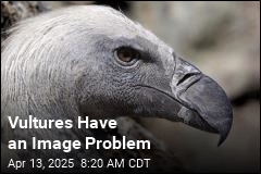 Vultures Have an Image Problem