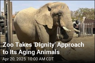 At Spanish Zoo, the Elephants Get Pedicures