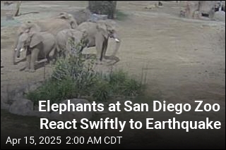 Elephants at San Diego Zoo React Swiftly to Earthquake