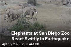 Elephants at San Diego Zoo React Swiftly to Earthquake