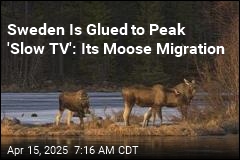Sweden&#39;s Moose Migration Makes for Peak &#39;Slow TV&#39;