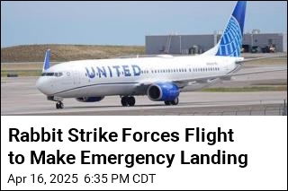 Plane Makes Emergency Landing After Rabbit Strike