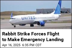 Plane Makes Emergency Landing After Rabbit Strike