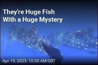 Scientists Try to Get to Bottom of a Whale Shark Mystery