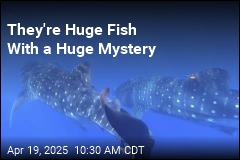 Scientists Try to Get to Bottom of a Whale Shark Mystery