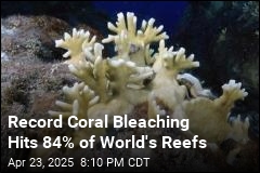 Record Coral Bleaching Hits 84% of World&#39;s Reefs
