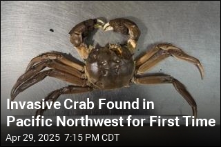 Invasive Crab Found in Pacific Northwest for First Time