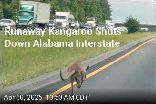 Kangaroo on the Lam Shuts Down Alabama Interstate