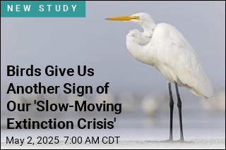 In Spots With Thriving Bird Habitats, an Alarming Decline