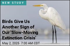 In Spots With Thriving Bird Habitats, an Alarming Decline