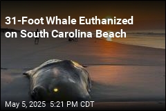 Sick Sperm Whale Euthanized After Beaching on Hilton Head