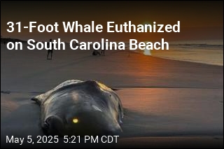 Sick Sperm Whale Euthanized After Beaching on Hilton Head