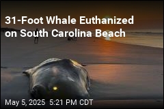 Sick Sperm Whale Euthanized After Beaching on Hilton Head