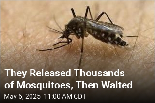 California Logs a Win in Its Battle With Mosquitoes