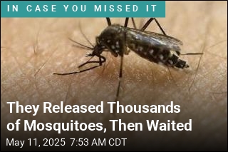 California Logs a Win in Its Battle With Mosquitoes