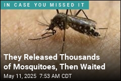 California Logs a Win in Its Battle With Mosquitoes