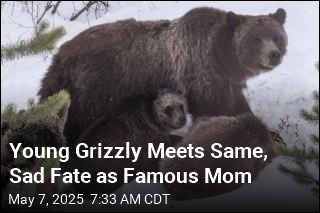 Young Grizzly Meets Same, Sad Fate as Famous Mom