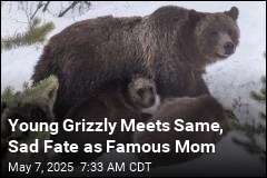 Young Grizzly Meets Same, Sad Fate as Famous Mom