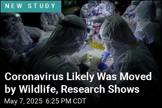 Coronavirus Likely Was Moved by Wildlife, Research Shows