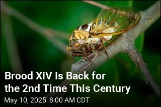 In 15 States, It&#39;s Cicada Time Again