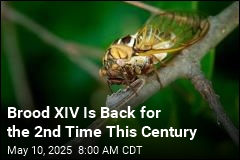 In 15 States, It&#39;s Cicada Time Again