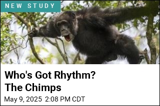Chimps Drum With Distinct Rhythms to Communicate