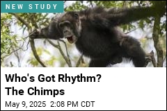 Chimps Drum With Distinct Rhythms to Communicate
