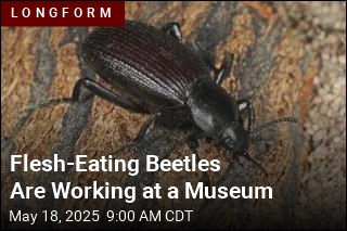 A Team of Beetles Is Eating Flesh for a Museum