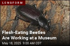 A Team of Beetles Is Eating Flesh for a Museum