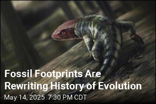 Scientists Find Earliest Evidence of Walking Animal