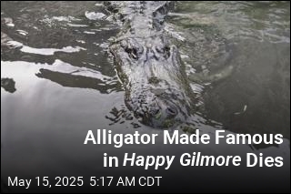 Alligator That Starred in Happy Gilmore Dies