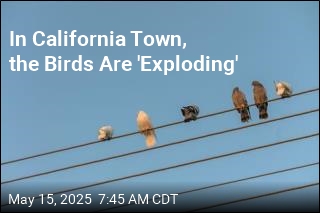 In California Town, the Birds Are &#39;Exploding&#39;