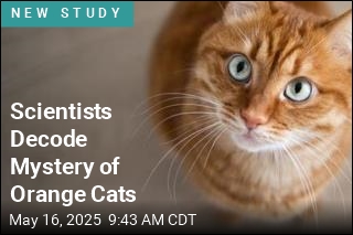 Scientists Decode Mystery of Orange Cats