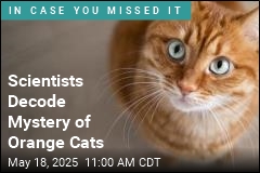 Scientists Decode Mystery of Orange Cats