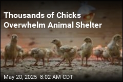 Thousands of Chicks Overwhelm Animal Shelter
