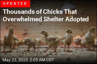 Thousands of Chicks Overwhelm Animal Shelter