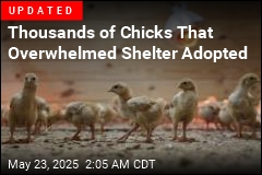 Thousands of Chicks Overwhelm Animal Shelter