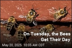 Tuesday Is for the Bees