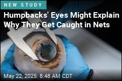 Humpback Whales Have Big Eyes, Lousy Eyesight