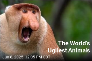 The World&#39;s Ugliest Animals