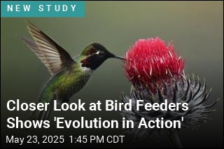 As Bird Feeders Proliferated, Hummingbird Beaks Grew