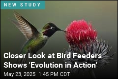 As Bird Feeders Proliferated, Hummingbird Beaks Grew