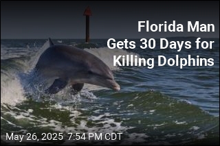 Florida Man Gets 30 Days for Killing Dolphins