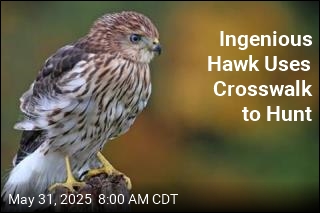 Ingenious Hawk Uses Crosswalk to Hunt