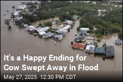 It&#39;s a Happy Ending for Cow Swept Away in Flood