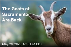 The Goats of Sacramento Are Back